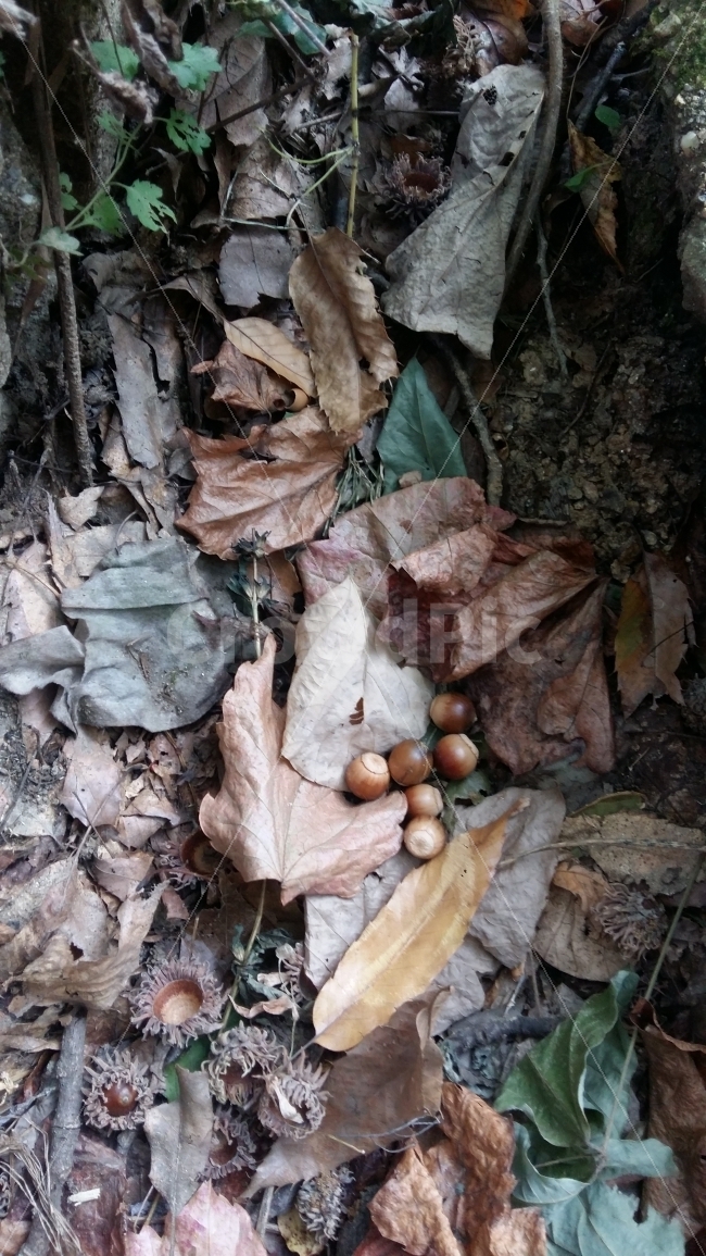 도토리,산,숲속,가을,낙엽,자연,숲,흙,열매,가을산,가을,계절,fall,autumn,season,음식,식재료,요리,food,cook,meal,dishes,food reserves,leaf,잎,plant,식물