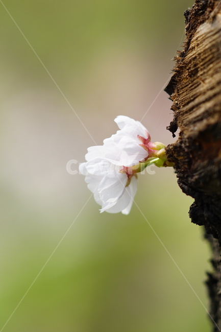 plant,식물,꽃,나무,자연,봄,계절,spring,season
