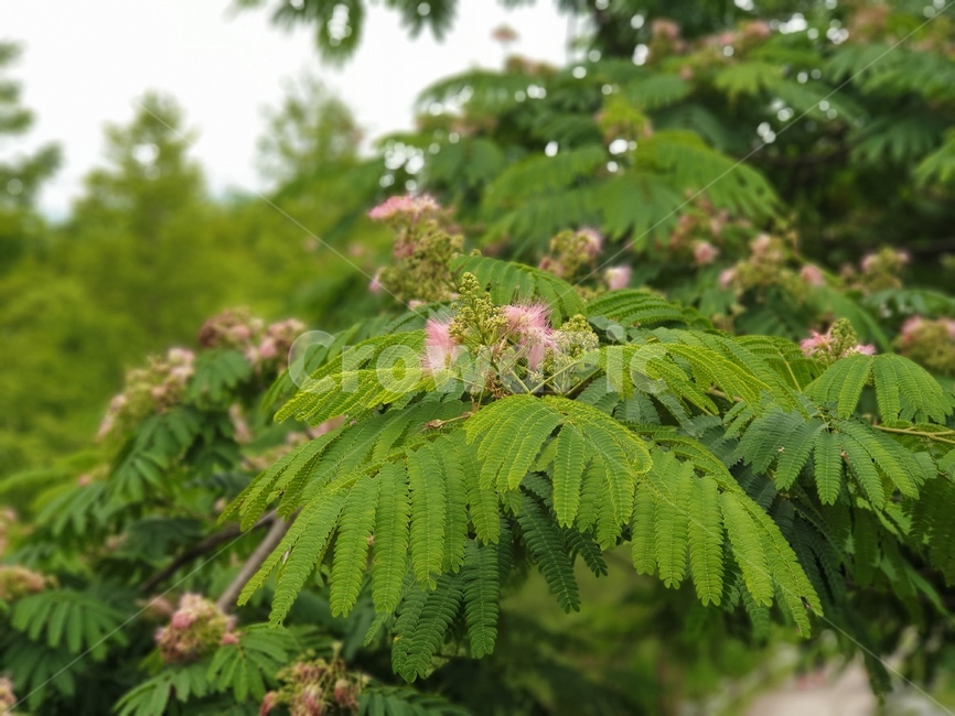 자귀,자귀나무,silktree,공원나무,합환수