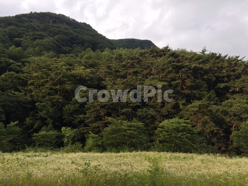 소나무,나무,꽃,들꽃,산책,자연,풍경,nature,landscape,outdoors,옥외,grassland,목초지,field,들