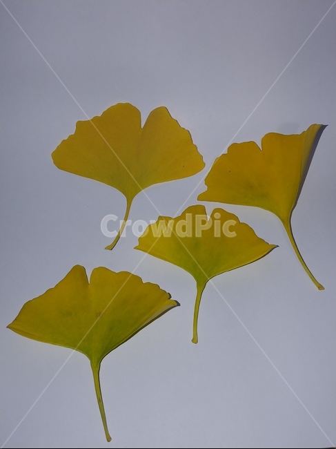 가을,단풍,나뭇잎,단풍잎,낙엽,잎,leaf,식물,나무