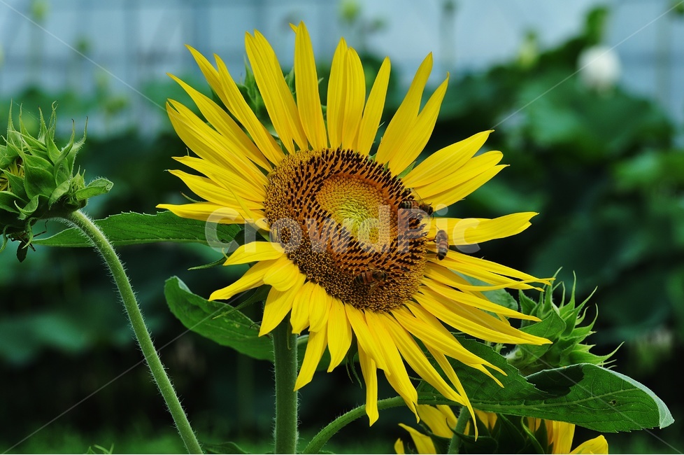 해바라기,여름,꽃,태양,궁남지,식물,자연,plants,nature,꽃,flower,동물,animal,곤충,벌레,insect,bug