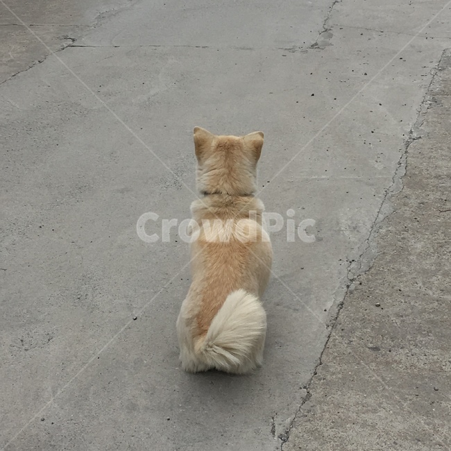 강아지뒷모습,길거리강아지,시골,길,dog,동물,animal,포유류,mammal,개,강아지,dog,doggy