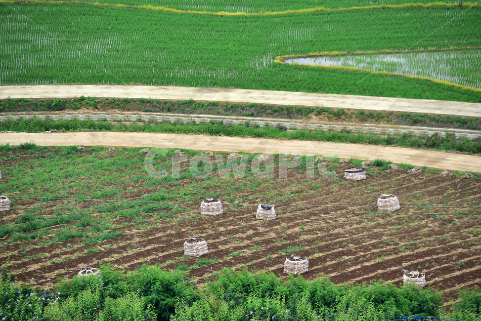 양파,양파수확,양파밭,양파농사,농사,농촌,밭,톤백,onionfield,farming,field,onion,산업,industry,industrial,농업,농사,agriculture,farming,farming industry