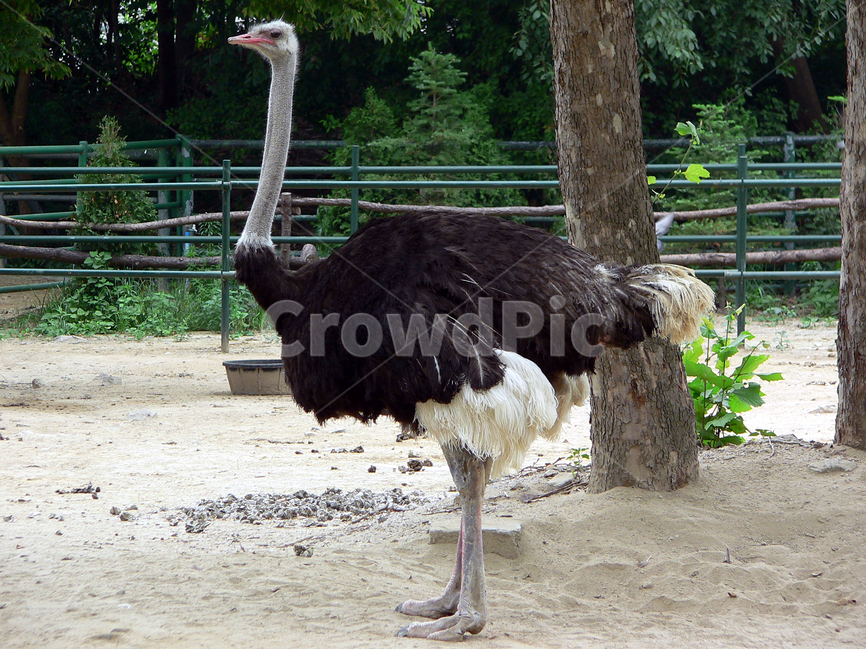 동물,타조,zoo,동물원,조류,동물,animal,조류,새,birds