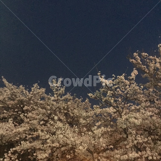 꽃,벚꽃,밤하늘,밤벚꽃,하늘,벚꽃나무,벚나무,식물,자연,plants,nature,꽃,flower,나무,trees,wood