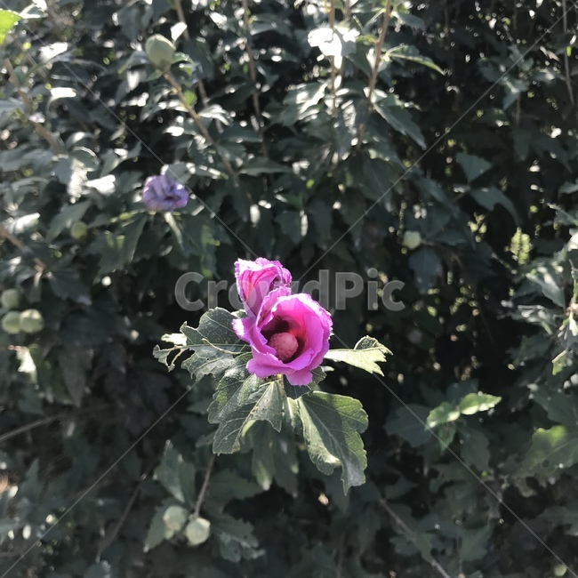 자연,꽃,나무,flower,tree,산뜻,상쾌