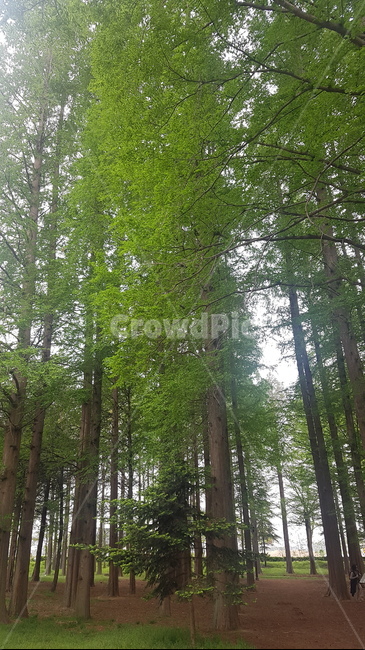 경주,자연,풍경,자연풍경,메타콰이어,초록초록,초록잎,초록색,계절,풀냄새,힐링,쉼,마음,편안함,경상북도환경산림연구원,경주산림연구원,피톤치드