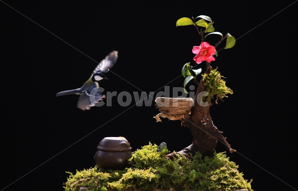 plant,식물,animal,동물,bird,새,새집,동박새,이끼,항아리,동백,동백꽃,식물,자연,plants,nature,꽃,flower,동물,animal,조류,새,birds