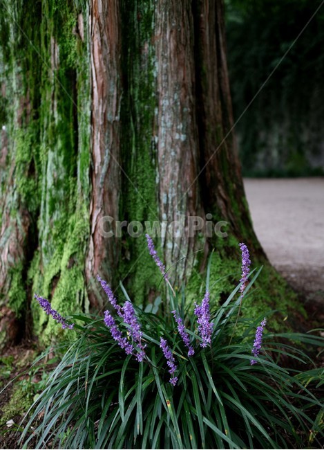 가로수나무,메타세쿼이아,메타세콰이아,metasequoia,나무,이끼,보라색꽃,여름,여름나무,여름숲,여름풍경,숲길,숲,나무에핀꽃,나무이끼,purple,blossom,moss,forest,dense,자연풍경,시원한,숲그늘,휴식