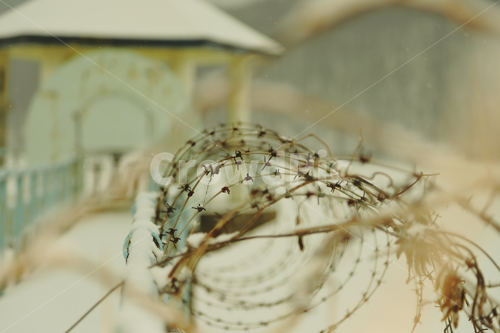 눈,snow,겨울,철책,설경,하얀세상,위험,가시,가시담장,겨울,계절,winter,season