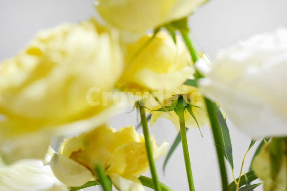 꽃,생화,식물,flower,자연,노란색,누끼,아름다움,사람없음,생물,식물,자연,plants,nature,꽃,flower,감성,sensible,feeling