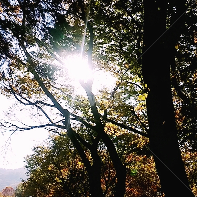 나뭇가지,숲,햇빛,빛,나무
