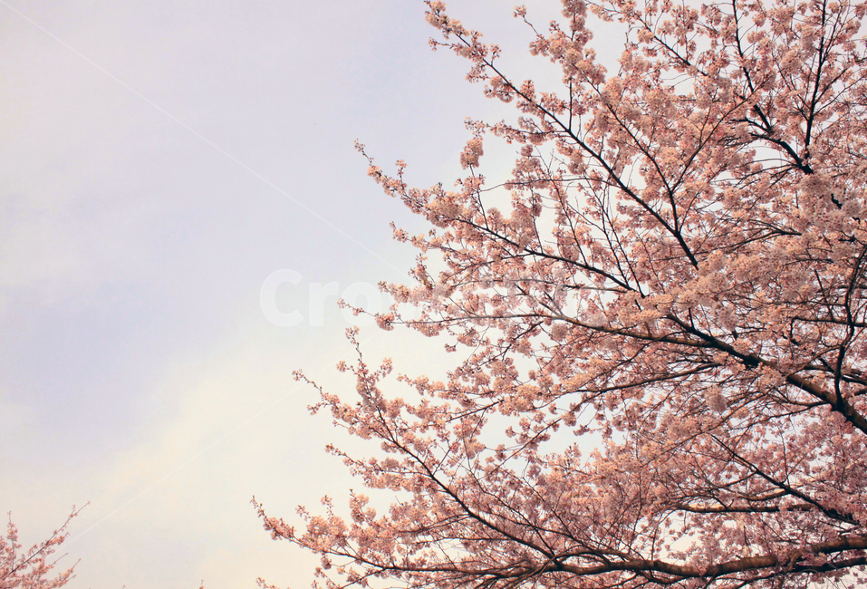 벚꽃,꽃,봄,나무,가지,나뭇가지,봉우리,꽃잎,개화,식물,식물,자연,plants,nature,꽃,flower