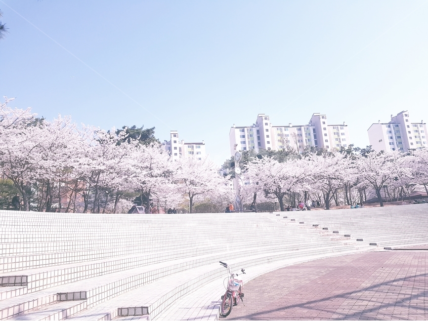 봄,공원,벗꽃,꽃,산책,봄,계절,spring,season,도시,풍경,city,landscape,한국도시풍경,한국도시경관,korea cityscape,transportation,교통,bicycle,자전거,bike,vehicle,차량