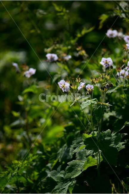 꽃쥐손이,야생화,꽃,식물,자연,생태,플라워,flower,plants,nature,식물,자연,plants,nature,꽃,flower