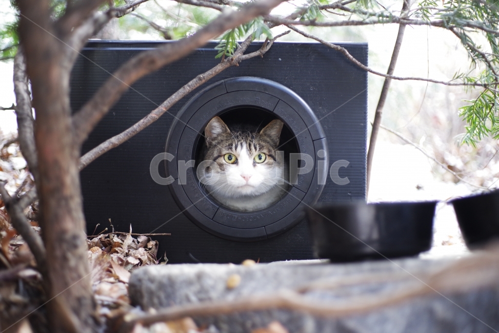 고양이,길고양이,길냥이,애완동물,반려동물,생명,자연,야생,동물,포유류,야생동물,야생고양이,미묘,미냥,cat,kitty,kitten,cute,lovely,adorable,pet,animal,street,streetcat,stray,straycat,wild,wildlife,wildcat,wildanimal,nature,natural,beauty,beautiful,집,고양이집,home,동물,animal,포유류,mammal,고양이,cat,kitten,kitty