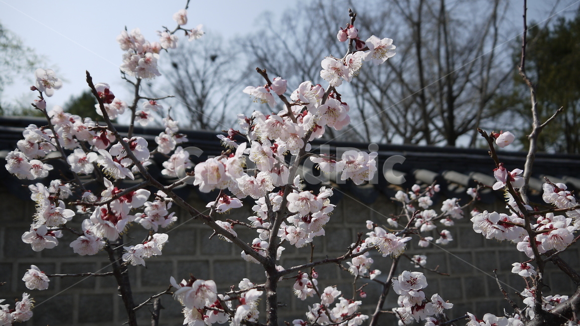 봄,봄꽃,한옥마을,spring,담장,식물,자연,plants,nature,꽃,flower