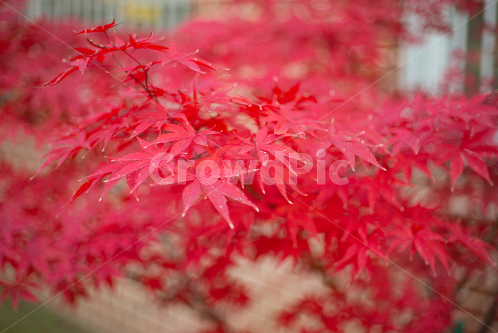 단풍,fallfoliage,가을,autumn,fall,나뭇잎,leaf,단풍잎,maple,가을,계절,fall,autumn,season,잎,plant,식물,tree,나무