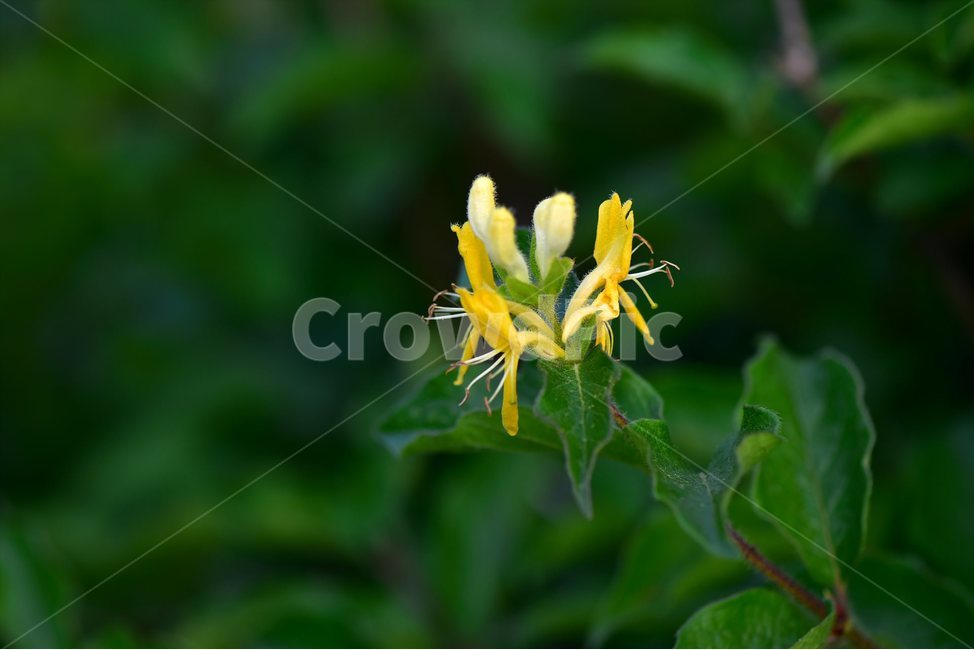 구슬댕댕이,야생화,꽃,식물,자연,생태,플라워,flower,plants,nature,식물,자연,plants,nature,꽃,flower