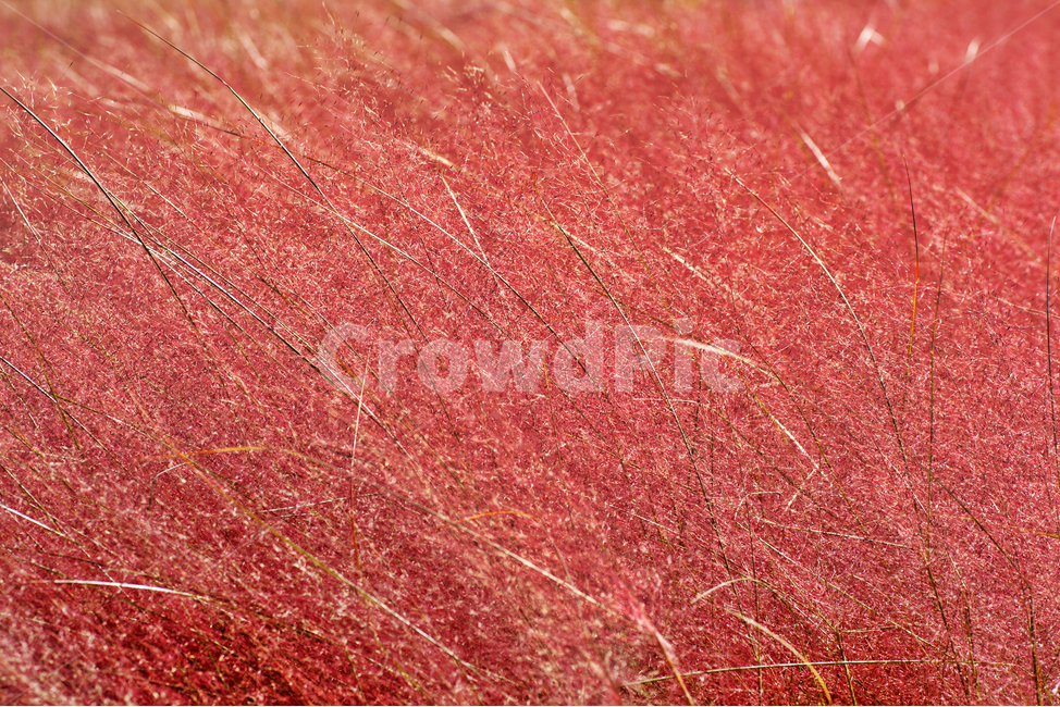 핑크뮬리,pinkmuhly,쥐꼬리새류,여러해살이풀,분홍억새,헤어리온뮬리,걸프뮬리,정원식물,가을,계절,fall,autumn,season,grass,잔디,plant,식물,vegetation,초목,bush,부시