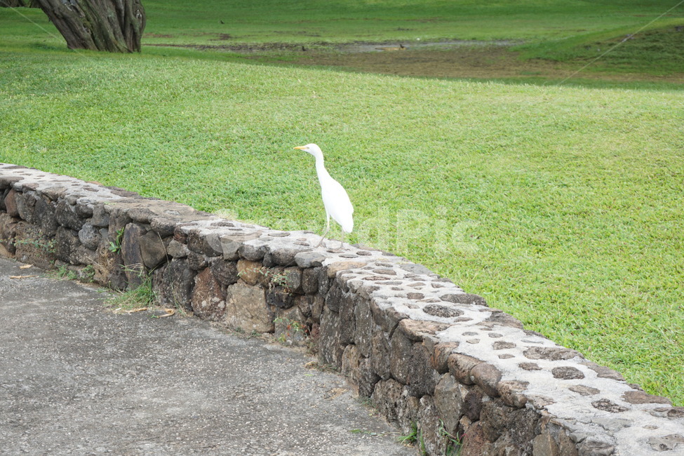 잔디,새,bird,풀,자연,동물,animal,조류,새,birds