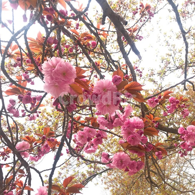 꽃,벚꽃,겹벚꽃,봄,꽃나무,봄,계절,spring,season,식물,자연,plants,nature,꽃,flower,plant,blossom