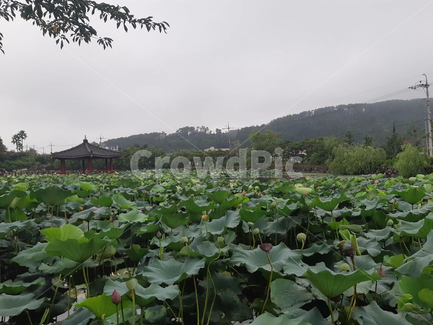 blossom,꽃,연꽃,큰연꽃,연꽃들,자연,풍경,nature,landscape,flower,lily,백합,plant,식물,pond lily,연못 백합