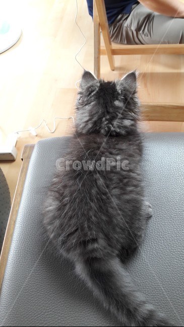고양이,냥이,어린고양이,새끼고양이,애기고양이,페르시안고양이,사랑,휴식,반려묘