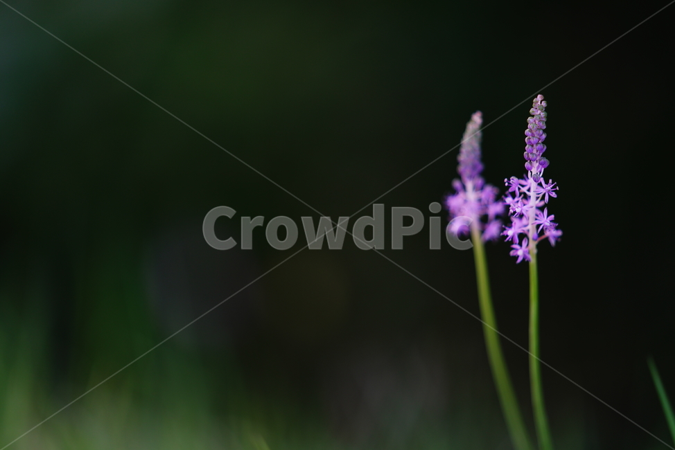 꽃,식물,생물,생명,보랏빛,색감,컬러,blossom,flower,plant,식물,자연,plants,nature,꽃,flower