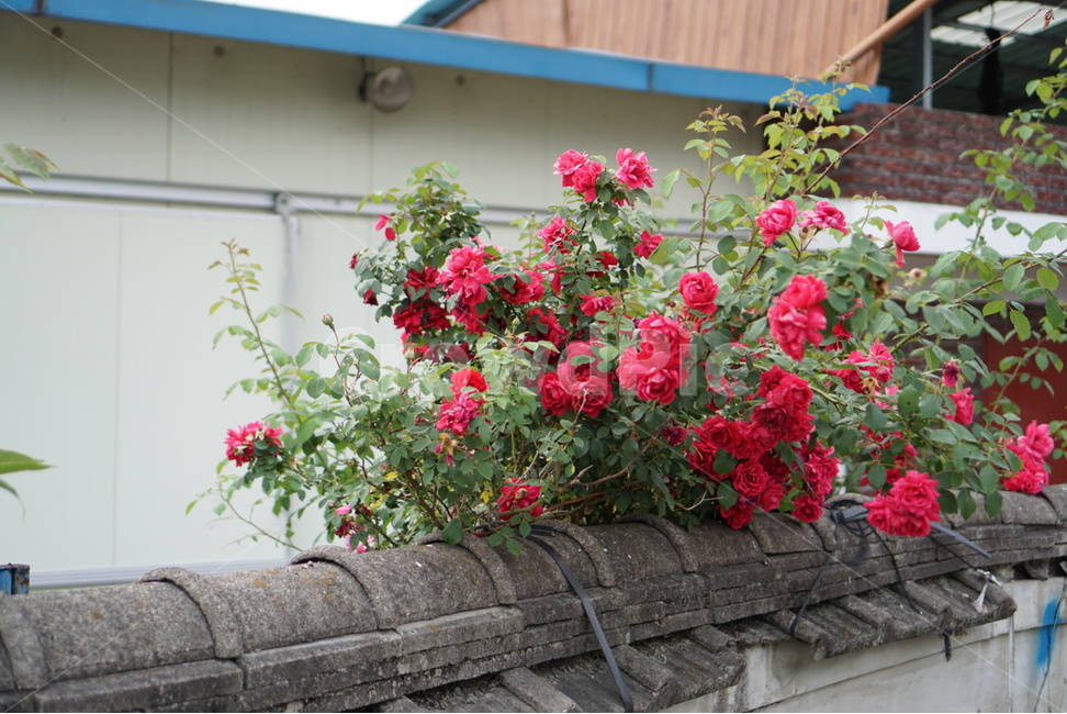 꽃,장미,풍경,일상,감성,동네,자연,식물,자연,plants,nature,꽃,flower