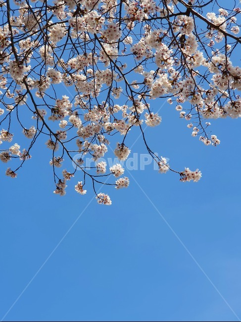 벚꽃,봄,하늘,spring,감성,봄꽃,자연,식물,flower,봄,계절,spring,season,plant,꽃,blossom