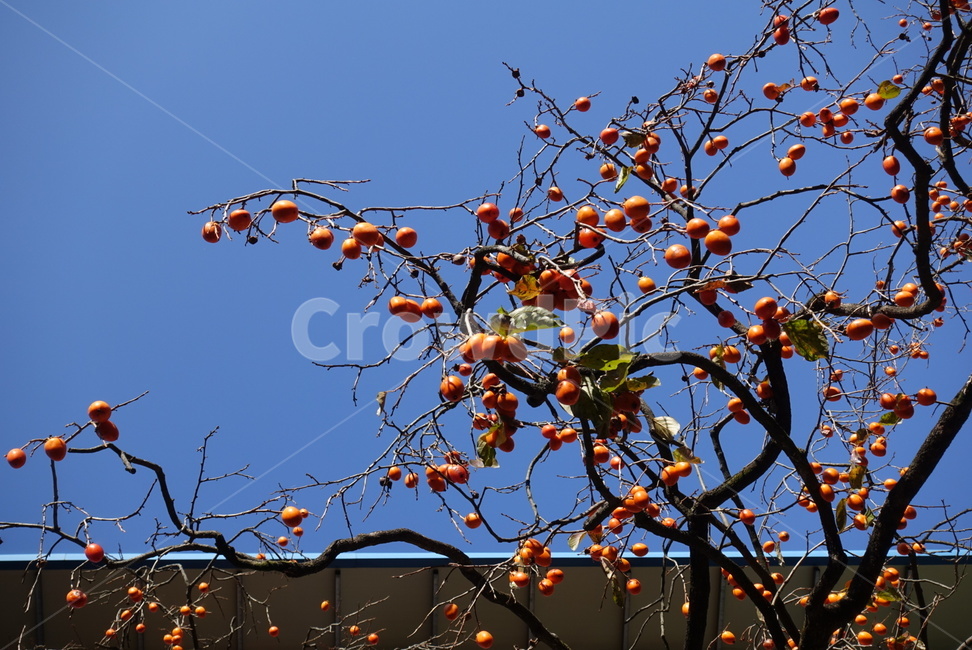 감,과일,식물,fruit,감나무,나무