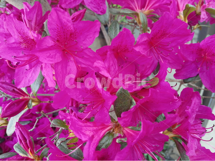 꽃,빨강색,봄,화려함,화초,원예,관상식물,식물,자연,plants,nature,꽃,flower
