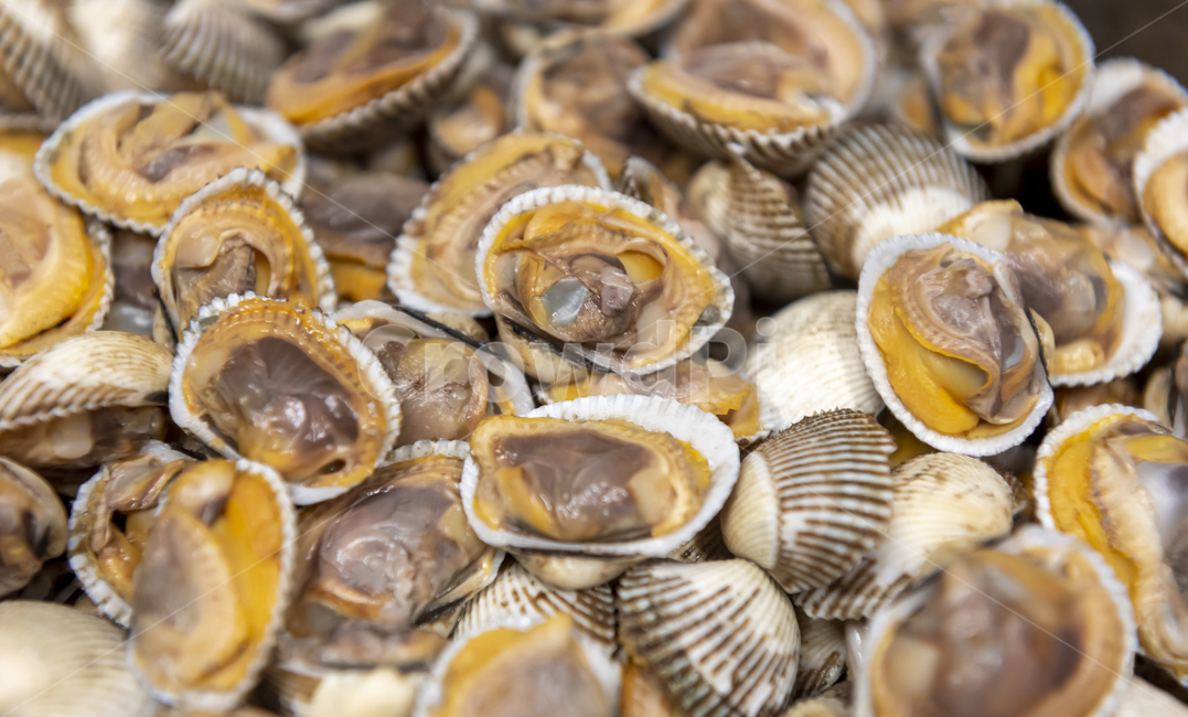 seashell,조개,invertebrate,무척추동물,sealife,해양생물,왕꼬막,벌교,수산물,수산물시장,수산시장,음식,요리재료,음식재료,식자재,식당,한식,한국음식,한국요리,음식,식재료,요리,food,cook,meal,dishes,food reserves