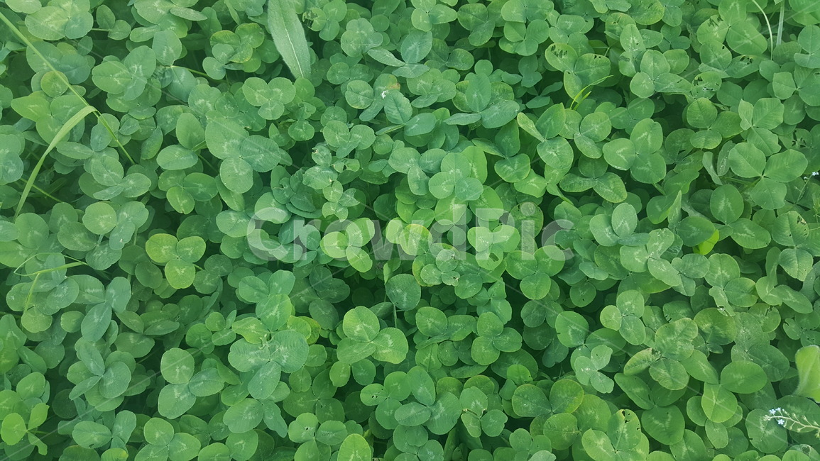 plant,식물,클로버,clover,풀,풀밭,초록빛