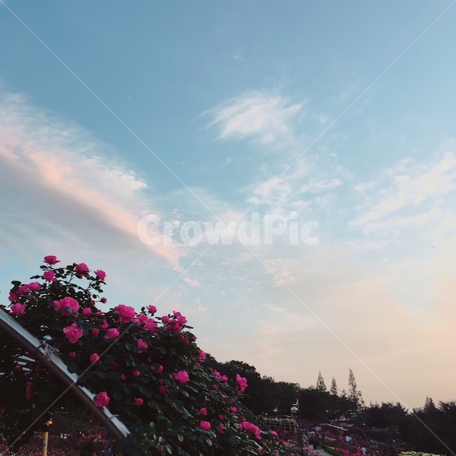 장미,꽃,풍경,분홍,자연,rose,화단,색감,노을,sunset,pink,blue,sky,나무
