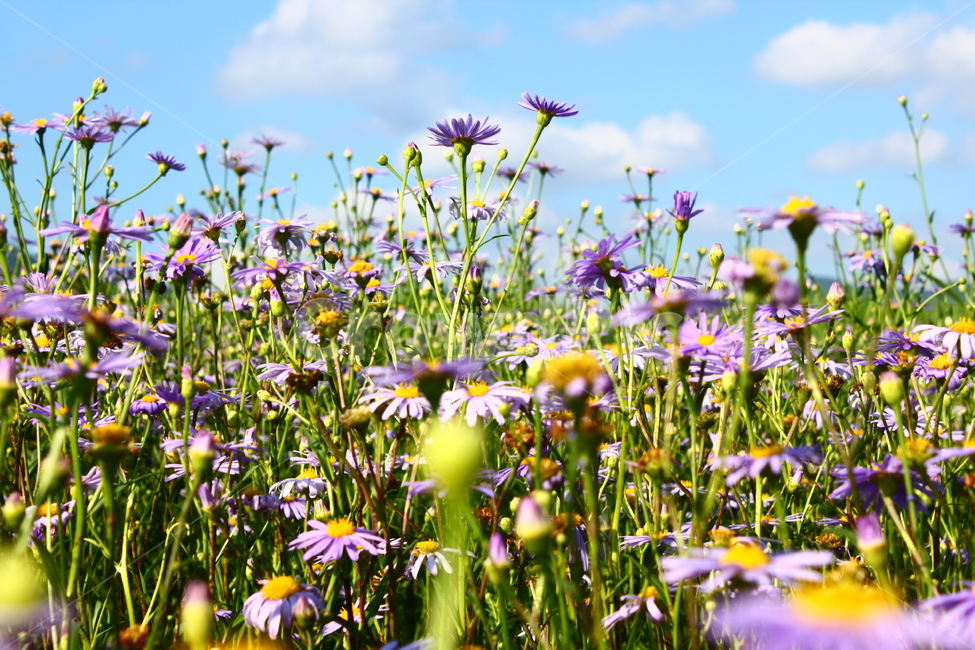 꽃,꽃들,활기,life,flower,purple,보라색,식물,자연,plants,nature,꽃,flower