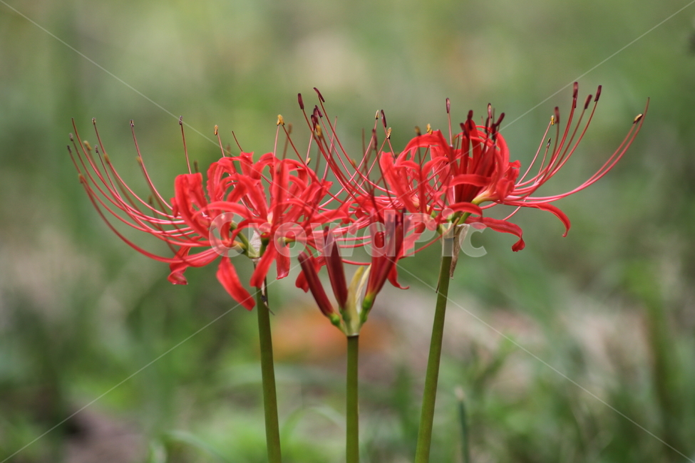 상사화,개난초,lycorissquamigera,magiclily,flower,꽃무릇,Redspiderlily,식물,자연,plants,nature,꽃,flower