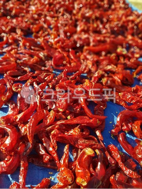 pepper,Kimchi Vegetables,Spicy pepper,Yanggeon pepper,Cheongyang pepper