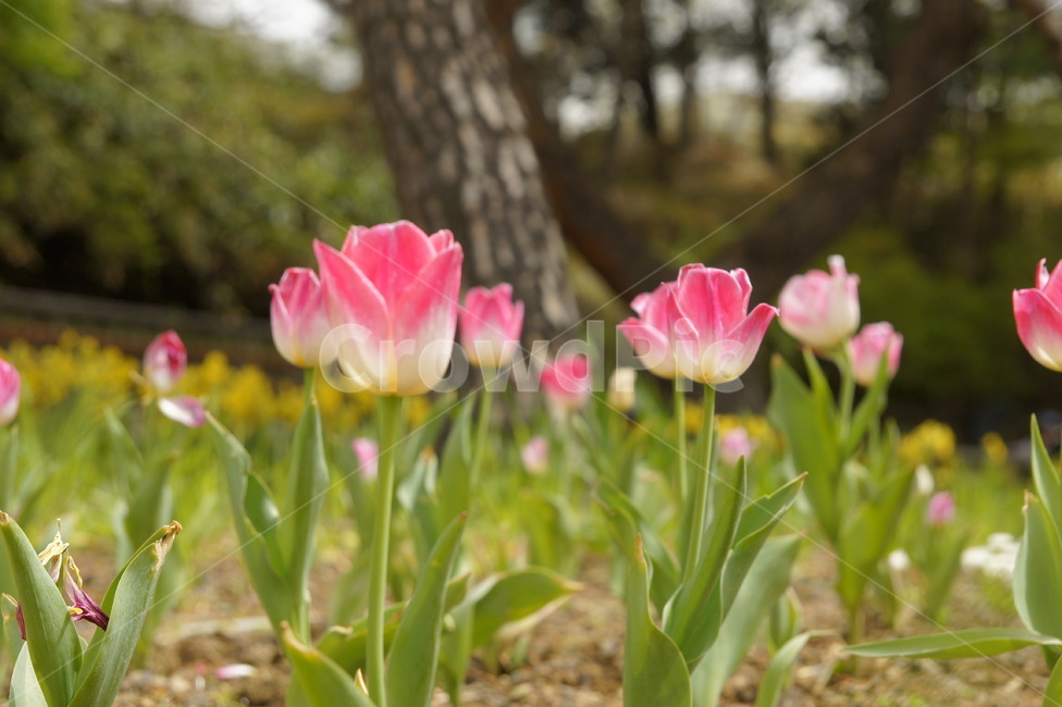 공원,튤립,꽃,예쁜꽃,핑크꽃,분홍색꽃,핑크