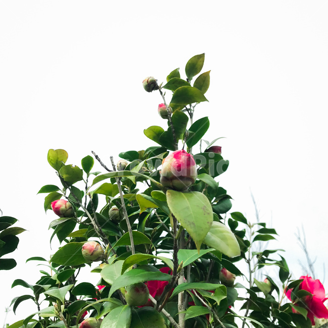 봄,꽃,장미,꽃봉오리,붉은꽃,red,rose,spring,봄,계절,spring,season,식물,자연,plants,nature,꽃,flower,plant,food,음식,fruit,과일