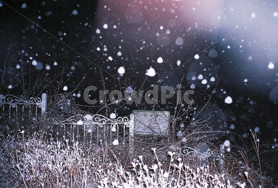 눈,겨울,제설,소나무,winter,겨울,계절,winter,season,자연,풍경,nature,landscape,야경,밤,nightscape,night,outdoors,옥외,storm,폭풍,snow,blizzard,눈보라