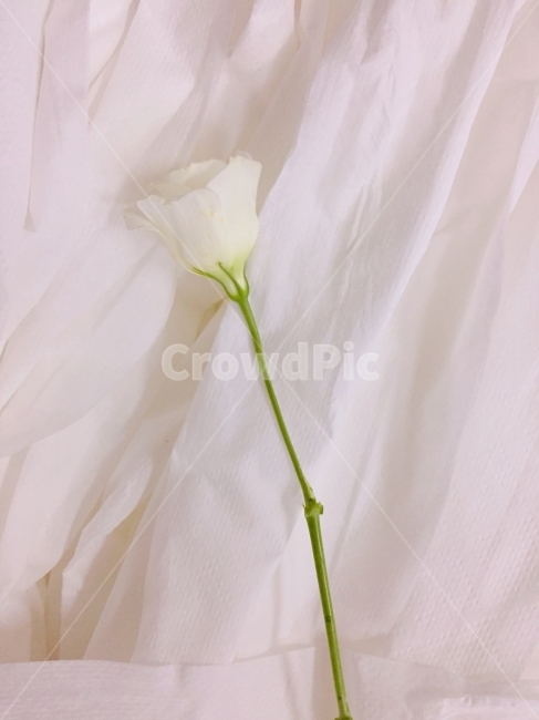 꽃,화이트,한송이,flower,리시안셔스,whit,pink,green,식물,자연,plants,nature,꽃,flower,감성,sensible,feeling