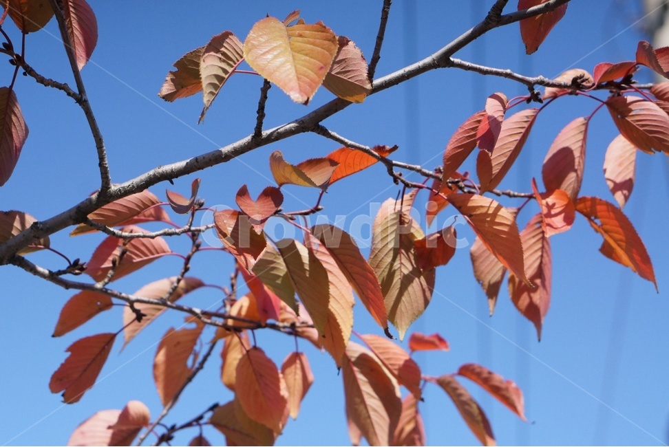 plant,식물,leaf,잎,하늘,식물,자연,plants,nature