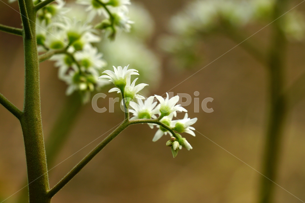 모과나무,봄꽃,한국자연,꽃,꽃사진,플라워,flower,봄,spring,식물,plants,자연,nature,풍경,landscape,계절,season,snap,스냅,접사,macro,closeup,클로즈업,감성사진,감성,힐링,healing,느낌,feel,feeling,꽃밭,화단,나무,나뭇가지,tree,꽃봉오리,4월,April,봄,계절,spring,season,식물,자연,plants,nature,꽃,flower,plant