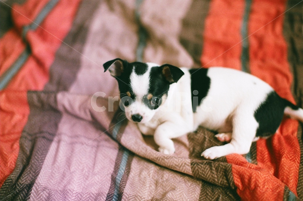 강아지,개,동물,치와와,dog,animal,동물,animal,포유류,mammal,개,강아지,dog,doggy