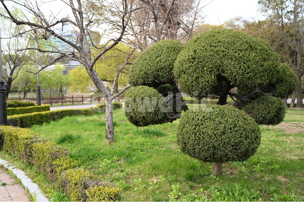 나무,공원,관목,park,tree