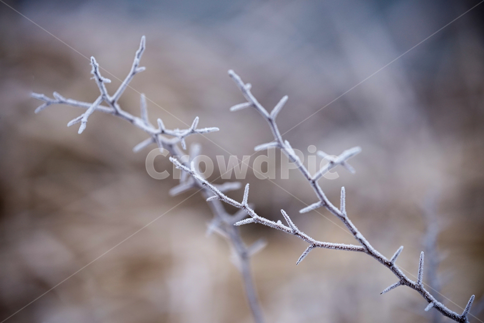 서리,서릿꽃,감성,식물,겨울,계절,접사,클로즈업,겨울,계절,winter,season,식물,자연,plants,nature