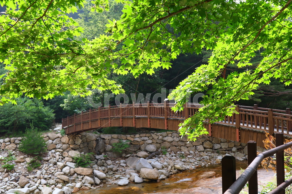 주전골,트래킹,숲속,등산,자연경관